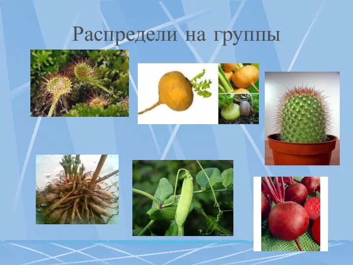 Распредели на группы