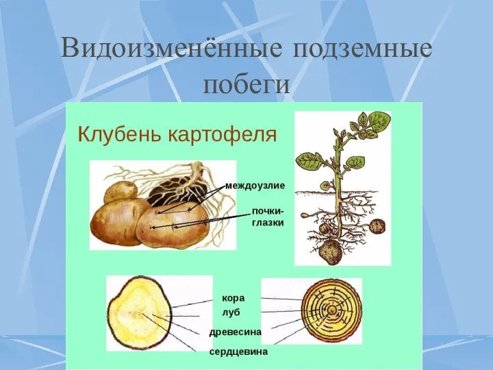 Видоизменённые подземные побеги