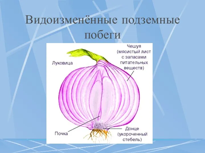 Видоизменённые подземные побеги