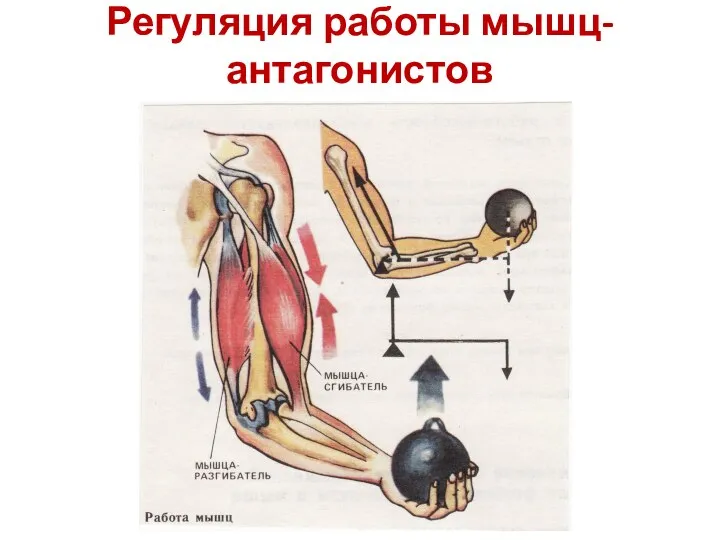 Регуляция работы мышц-антагонистов