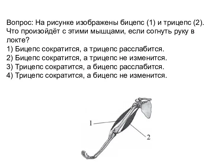 Вопрос: На рисунке изображены бицепс (1) и трицепс (2). Что произойдёт с