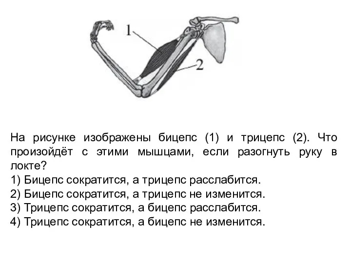 На рисунке изображены бицепс (1) и трицепс (2). Что произойдёт с этими