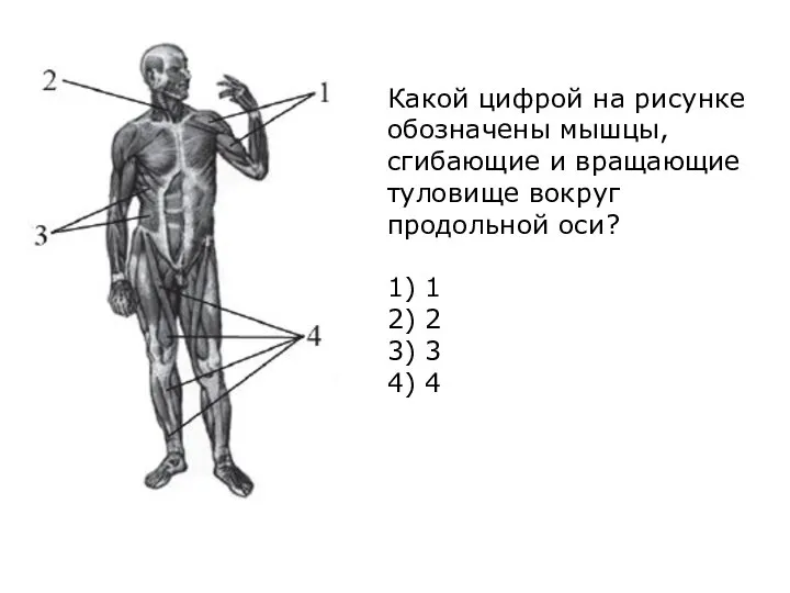 Какой цифрой на рисунке обозначены мышцы, сгибающие и вращающие туловище вокруг продольной