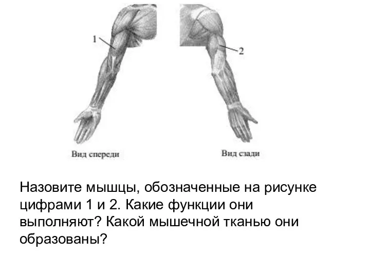 Назовите мышцы, обозначенные на рисунке цифрами 1 и 2. Какие функции они