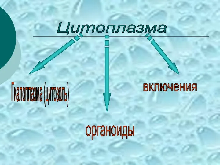 Цитоплазма Гиалоплазма (цитозоль) органоиды включения