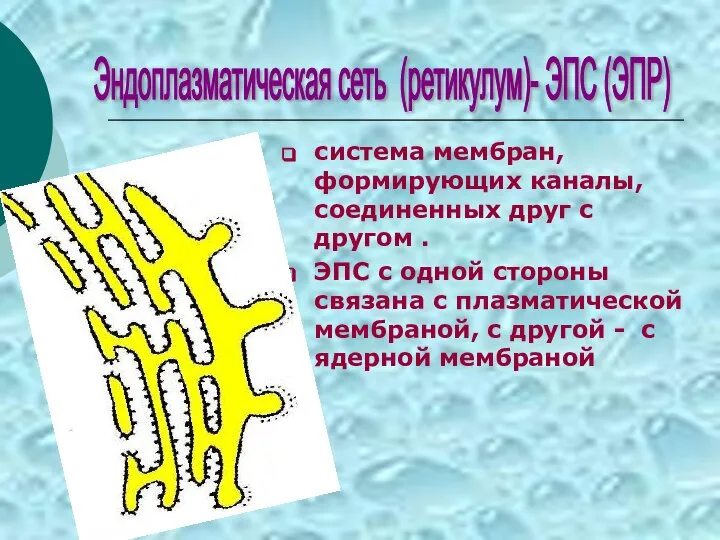 система мембран, формирующих каналы, соединенных друг с другом . ЭПС с одной