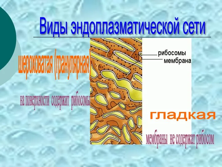 Виды эндоплазматической сети шероховатая (гранулярная) гладкая на поверхности содержит рибосомы мембраны не содержат рибосом