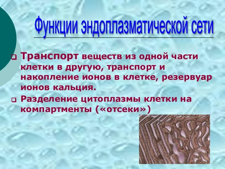 Транспорт веществ из одной части клетки в другую, транспорт и накопление ионов