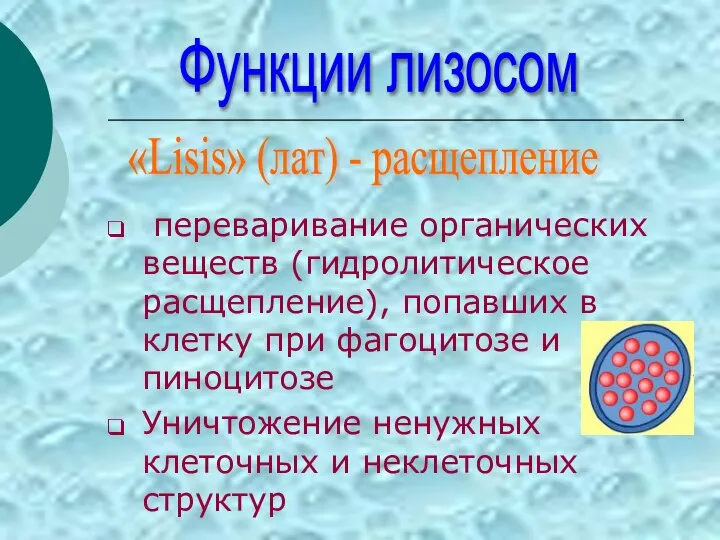 переваривание органических веществ (гидролитическое расщепление), попавших в клетку при фагоцитозе и пиноцитозе