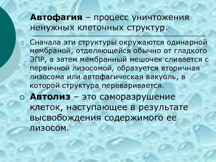 Сначала эти структуры окружаются одинарной мембраной, отделяющейся обычно от гладкого ЭПР, а