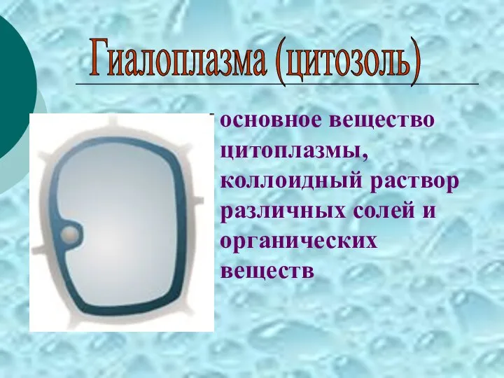 основное вещество цитоплазмы, коллоидный раствор различных солей и органических веществ Гиалоплазма (цитозоль)