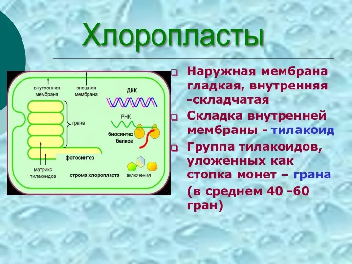 Наружная мембрана гладкая, внутренняя -складчатая Складка внутренней мембраны - тилакоид Группа тилакоидов,