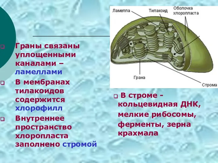 Граны связаны уплощенными каналами – ламеллами В мембранах тилакоидов содержится хлорофилл Внутреннее