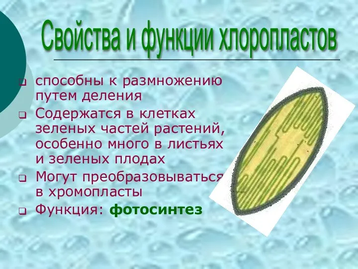 способны к размножению путем деления Содержатся в клетках зеленых частей растений, особенно