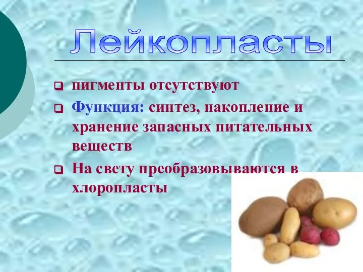 пигменты отсутствуют Функция: синтез, накопление и хранение запасных питательных веществ На свету преобразовываются в хлоропласты Лейкопласты