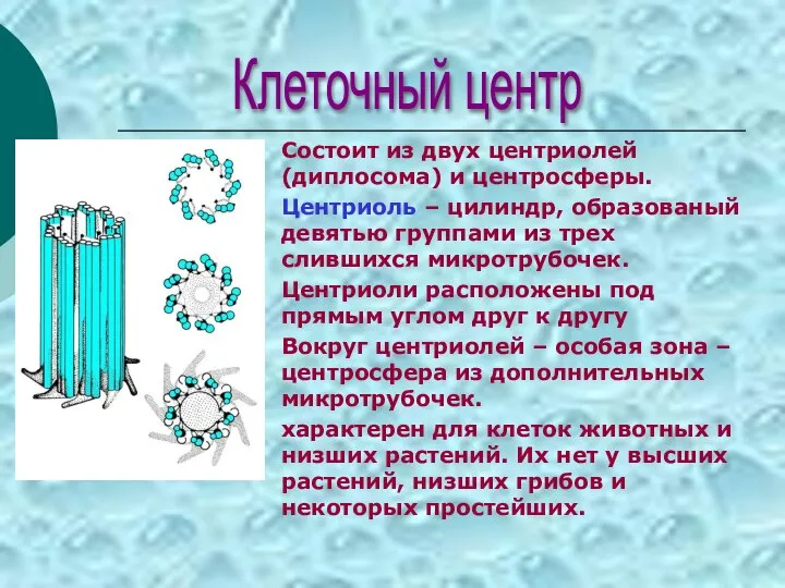 Состоит из двух центриолей (диплосома) и центросферы. Центриоль – цилиндр, образованый девятью