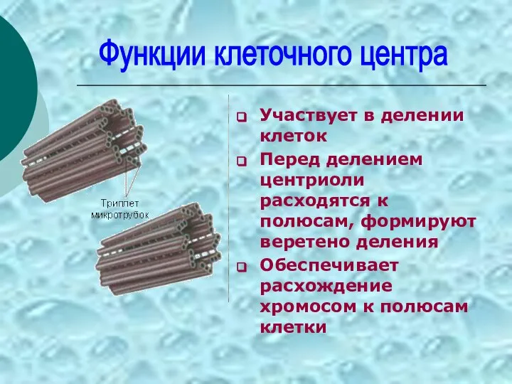 Участвует в делении клеток Перед делением центриоли расходятся к полюсам, формируют веретено