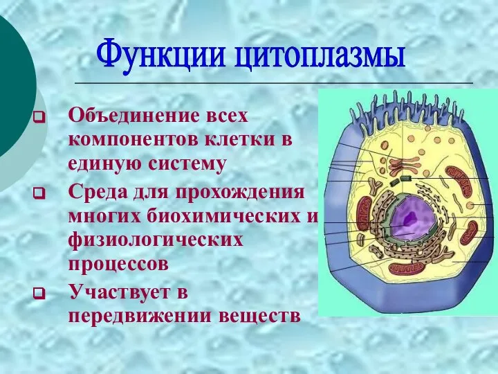 Объединение всех компонентов клетки в единую систему Среда для прохождения многих биохимических