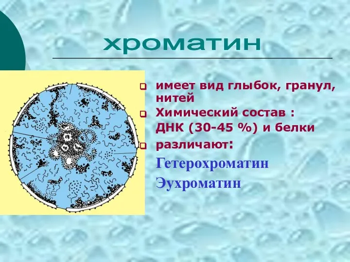 имеет вид глыбок, гранул, нитей Химический состав : ДНК (30-45 %) и