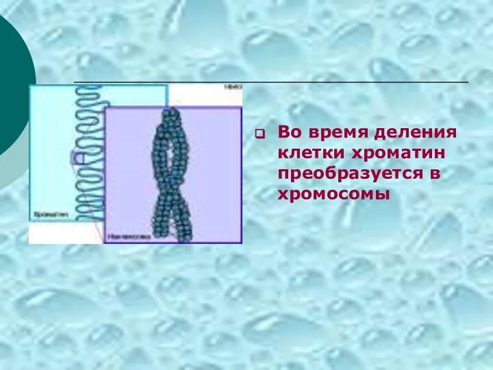 Во время деления клетки хроматин преобразуется в хромосомы