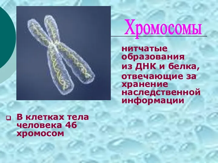 В клетках тела человека 46 хромосом Хромосомы нитчатые образования из ДНК и