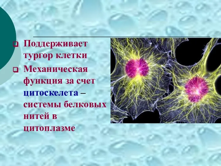 Поддерживает тургор клетки Механическая функция за счет цитоскелета – системы белковых нитей в цитоплазме