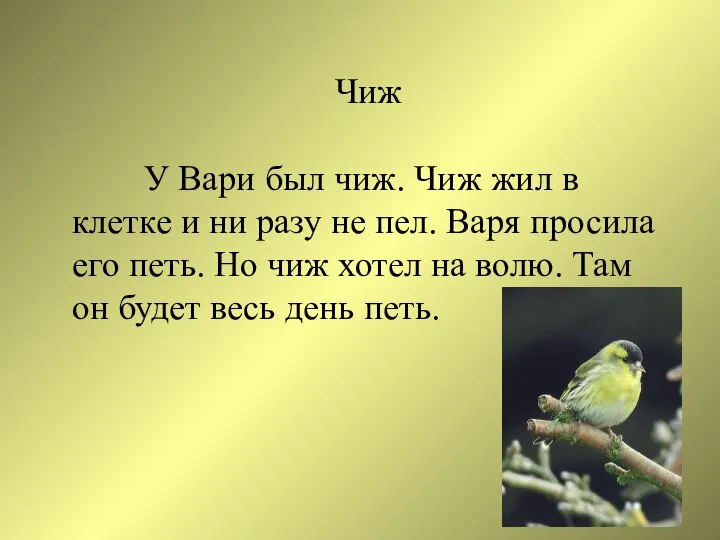 Чиж У Вари был чиж. Чиж жил в клетке и ни разу