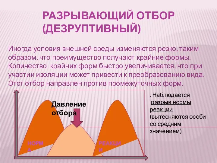 РАЗРЫВАЮЩИЙ ОТБОР (ДЕЗРУПТИВНЫЙ) Иногда условия внешней среды изменяются резко, таким образом, что