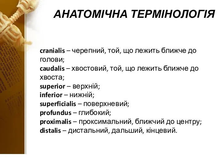 АНАТОМІЧНА ТЕРМІНОЛОГІЯ cranialis – черепний, той, що лежить ближче до голови; caudalis