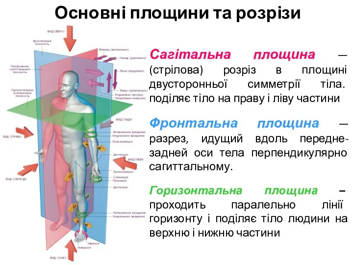 Сагітальна площина — (стрілова) розріз в площині двусторонньої симметрії тіла. поділяє тіло