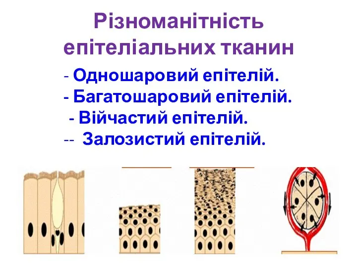 Різноманітність епітеліальних тканин Одношаровий епітелій. Багатошаровий епітелій. - Війчастий епітелій. - Залозистий епітелій.