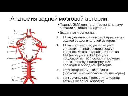 Анатомия задней мозговой артерии. Парные ЗМА являются терминальными ветвями базилярной артерии. Выделяют