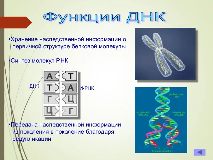 Функции ДНК Хранение наследственной информации о первичной структуре белковой молекулы Синтез молекул