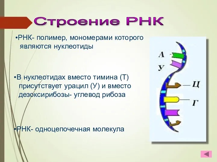 Строение РНК В нуклеотидах вместо тимина (Т) присутствует урацил (У) и вместо