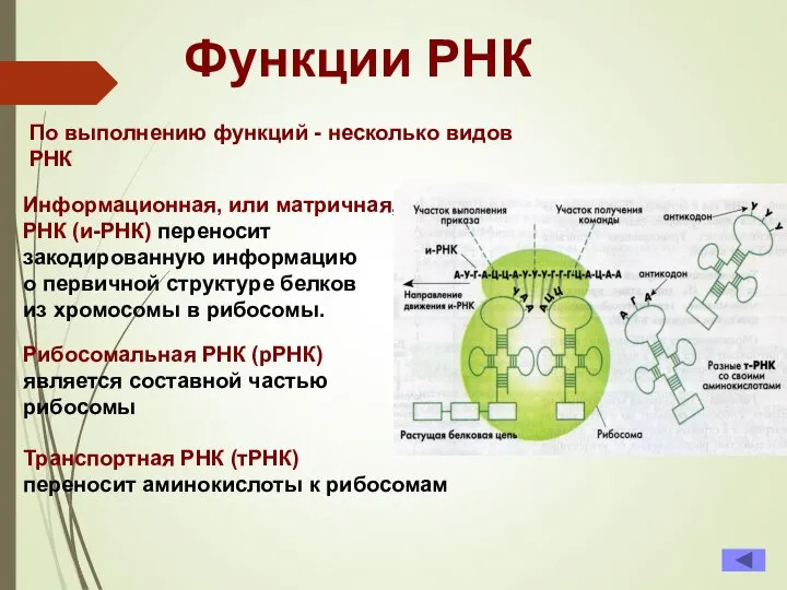 Функции РНК Информационная, или матричная, РНК (и-РНК) переносит закодированную информацию о первичной