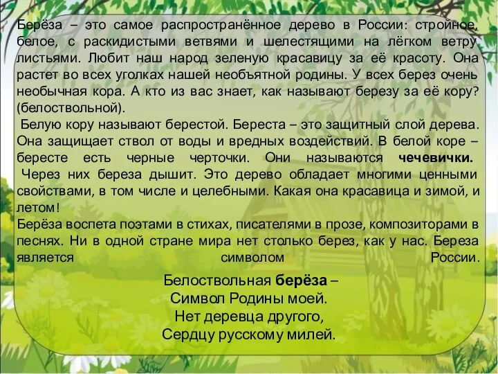 Берёза – это самое распространённое дерево в России: стройное, белое, с раскидистыми