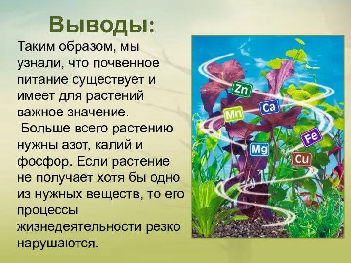 Выводы: Таким образом, мы узнали, что почвенное питание существует и имеет для