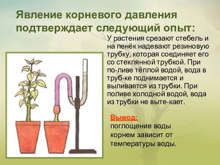 У растения срезают стебель и на пенёк надевают резиновую трубку, которая соединяет