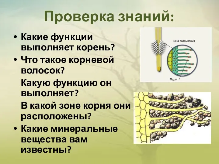 Проверка знаний: Какие функции выполняет корень? Что такое корневой волосок? Какую функцию