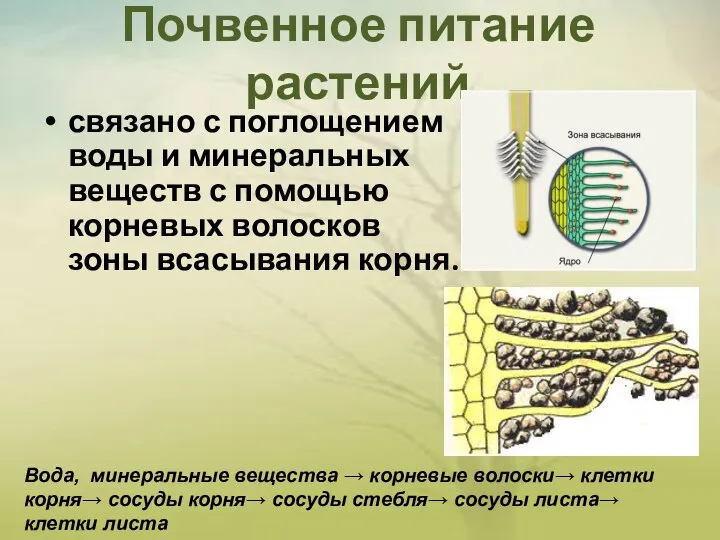 Почвенное питание растений связано с поглощением воды и минеральных веществ с помощью