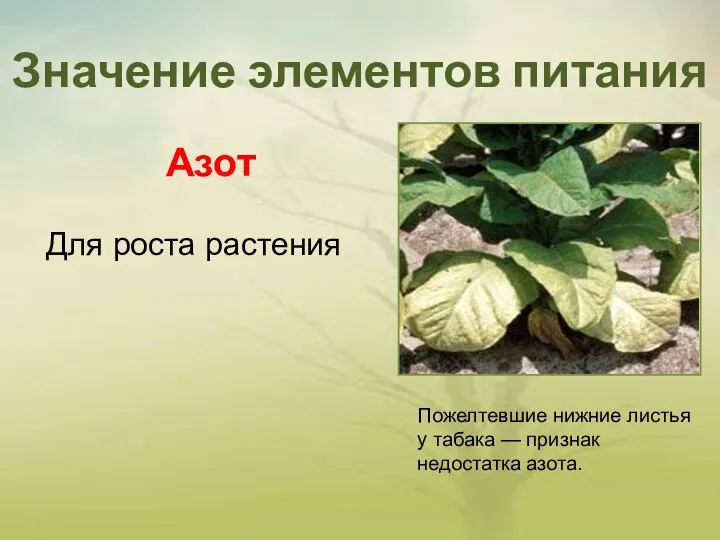 Значение элементов питания Пожелтевшие нижние листья у табака — признак недостатка азота. Азот Для роста растения