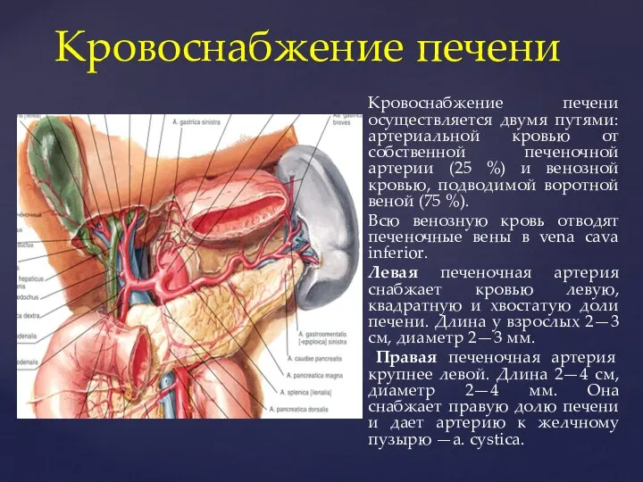 Кровоснабжение печени осуществляется двумя путями: артериальной кровью от собственной печеночной артерии (25