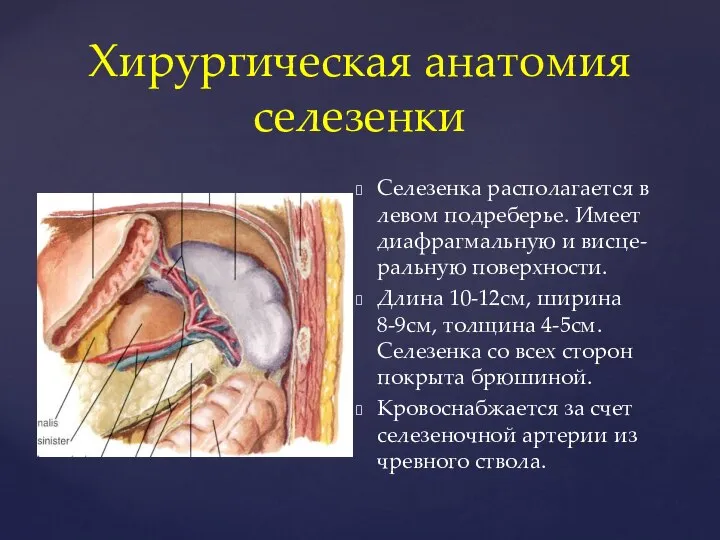 Хирургическая анатомия селезенки Селезенка располагается в левом подреберье. Имеет диафрагмальную и висце-ральную