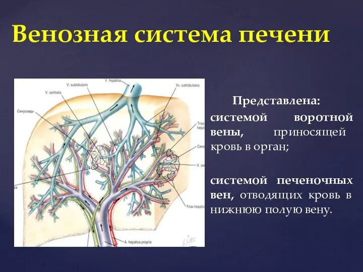 Представлена: системой воротной вены, приносящей кровь в орган; системой печеночных вен, отводящих
