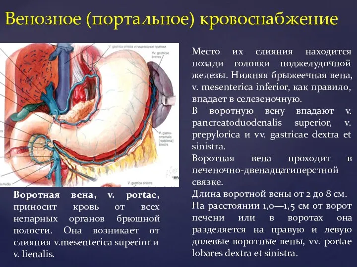 Венозное (портальное) кровоснабжение Воротная вена, v. portae, приносит кровь от всех непарных