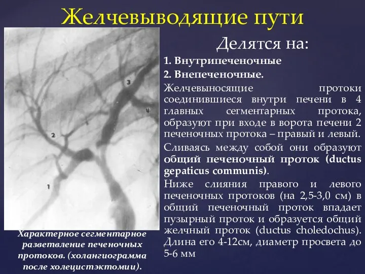 Делятся на: 1. Внутрипеченочные 2. Внепеченочные. Желчевыносящие протоки соединившиеся внутри печени в