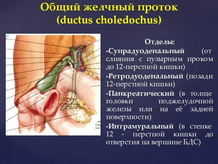 Отделы: -Супрадуоденальный (от слияния с пузырным проком до 12-перстной кишки) -Ретродуоденальный (позади