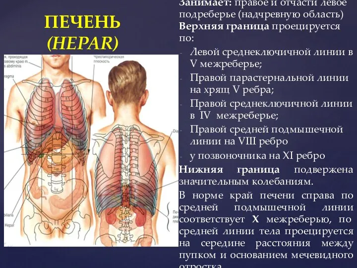 Занимает: правое и отчасти левое подреберье (надчревную область) Верхняя граница проецируется по: