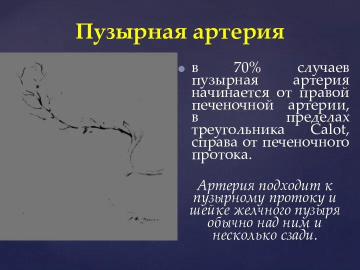 Пузырная артерия в 70% случаев пузырная артерия начинается от правой печеночной артерии,