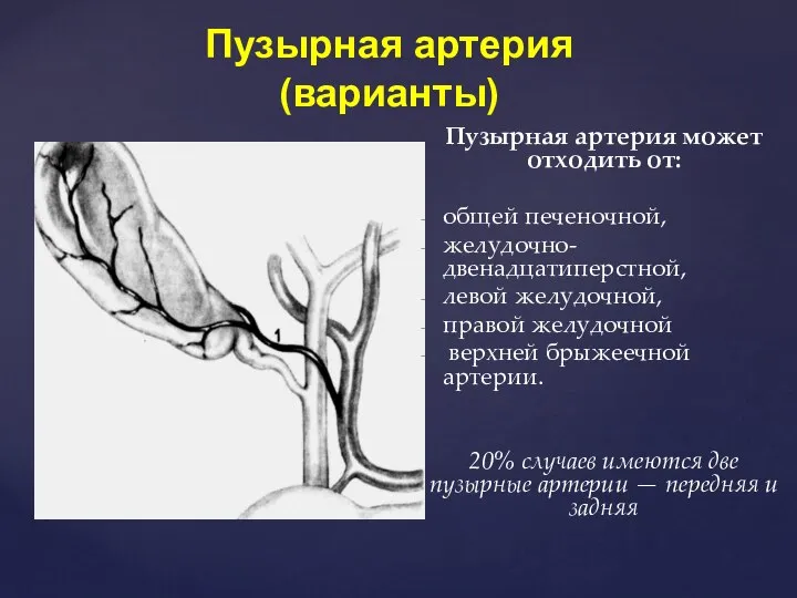 Пузырная артерия может отходить от: общей печеночной, желудочно-двенадцатиперстной, левой желудочной, правой желудочной